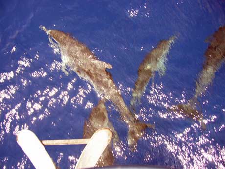A pod of dolphins joins Dosia for part of her passage to Jamaica