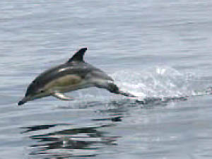 Dolphin accompanying Bika
