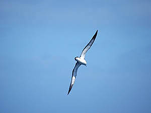 Puffin du Cap Vert en vol