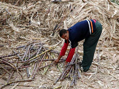 Le traitement de la canne à sucre : le résidu de la canne, la bagasse, sert de combustible