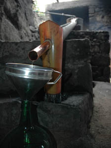 Le jus alcoolique est récolté