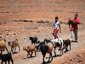 Chevriers dans le désert caillouteux de São Vicente